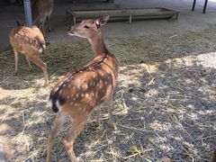 -鹿境梅花鹿生态园区