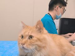 -美联众合爱康动物医院•复杂内科•肿瘤科•牙科•腔镜诊疗中心