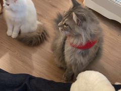 -楼上猫咖(罗湖店)