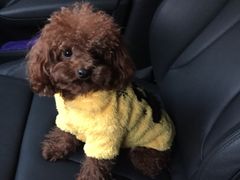 -暖阳宠物医院·犬猫康复中心·骨科
