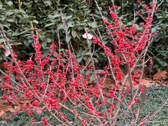 -徐家汇源景区-衡山公园