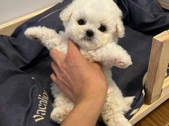 -萌宠之家·腊肠犬·马尔泰·小体犬舍