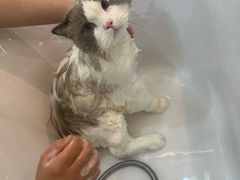-momokira米努特·德文卷毛猫·棉花面纱犬