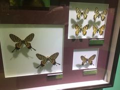 -上海昆虫博物馆