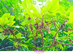 -黄金沟旅游风景区