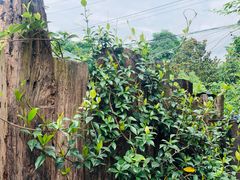-悦哉·派对·草坪婚礼·围炉煮茶(三圣乡店)
