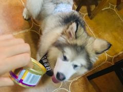 -李小姐の猫咖啡馆(五角场店)