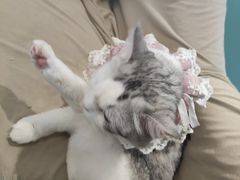 -怪兽屋·羊驼·猫咖·狗咖(俊华广场店)