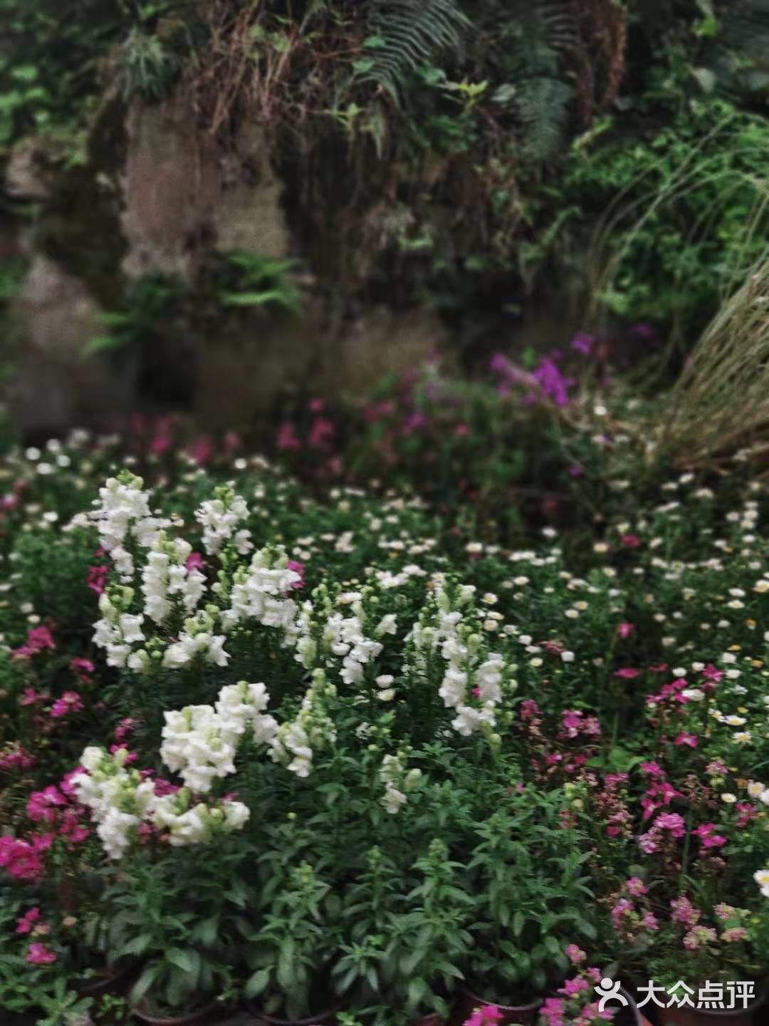 最近很火的小众打卡圣地🌟废墟之上仍有浪漫重生🌹