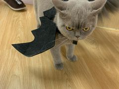 -猫和宫(六道口店)