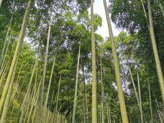 -夏霖九天银瀑风景区