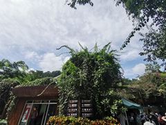 -野象谷景区