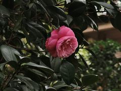 -金花茶公园
