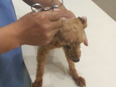 -福懋动物医院·犬猫全科·外科·重症科(杏林分院)