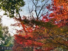 -上海共青森林公园