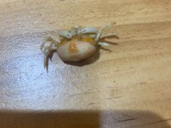 -东海章鱼馆(恒瑞街店)
