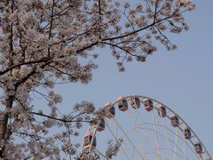 -顾村公园