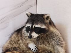 -浣熊柯尔鸭土拨鼠·电玩咖