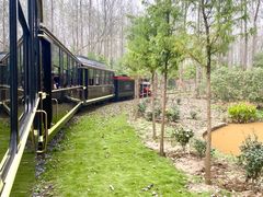 -合肥滨湖国家森林公园