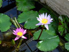 -国家植物园南园