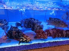 -启东恒大酒店·吕四渔号海鲜餐厅