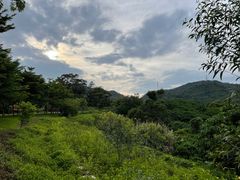 -银湖山郊野公园-相思林