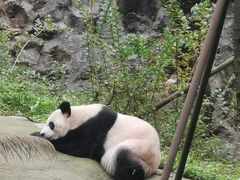 -都江堰中华大熊猫苑