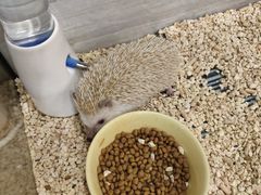 刺猬-藦茜花园宠物主题亲子互动体验馆(国顺东路店)