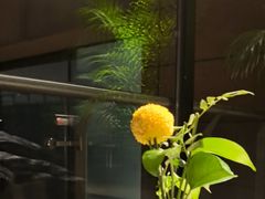 -拉蒂娜·巴西牛排馆 Latina·Brazilian Steakhouse(王府井喜悦店)