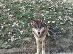 -北京野生动物园