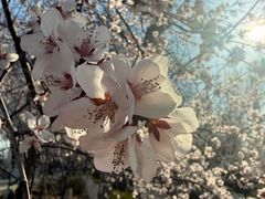 -桃花堤公园