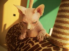 -飞行喵MR PILOT|猫舍·猫咖(静安大融城店)
