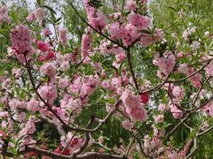 -莲花池公园