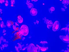 -福州罗源湾海洋世界旅游区