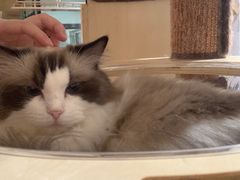 -滚猫咖啡·猫咖·猫友好撸猫(未来城店)