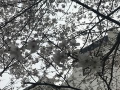 -武汉大学-樱园
