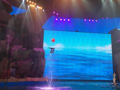 -芜湖新华联大白鲸海洋公园