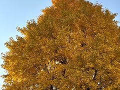 -四川大学(华西校区)