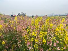 -三圣花乡旅游区