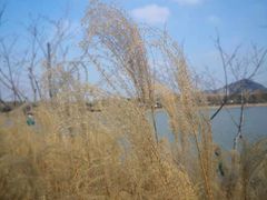 -羊山湖公园