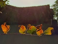 -秋霞圃