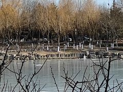 -大兴滨河森林公园