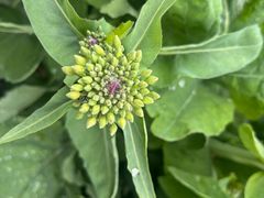 -中国天府农业博览园