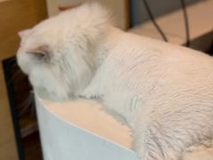-御宝贝·A梦猫科宠物医院(国际猫友好医院)