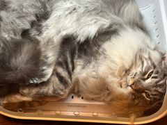 -十年猫舍·猫咪专门店(普陀店)