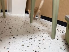 -瑞派康怡24h宠物医院·犬猫医疗中心·微创绝育(瑞景分院)