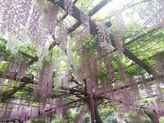 -嘉定紫藤园