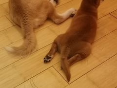 -喜柴咖啡·柴犬狗咖