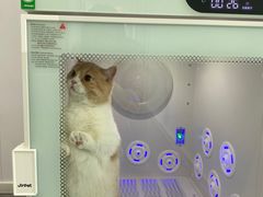 -爱洗澡的猫(望京店)