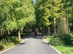 -东平国家森林公园